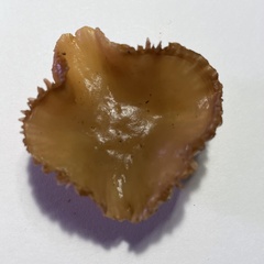 Marasmius albogriseus