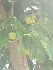Morinda citrifolia