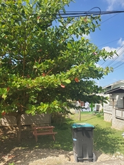 Terminalia catappa