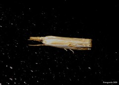Crambus agitatellus