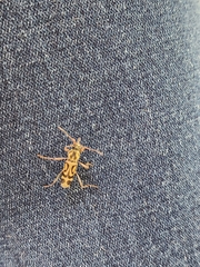 Chlorophorus annularis