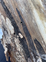 Agonopterix atrodorsella
