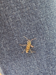 Chlorophorus annularis