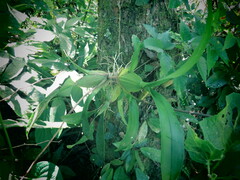 Oncidium