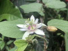 Passiflora cisnana