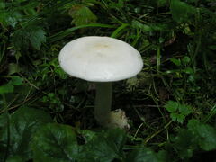 Tricholoma album