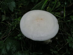Tricholoma album