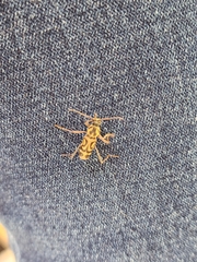 Chlorophorus annularis