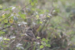 Empidonax hammondii