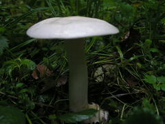 Tricholoma album