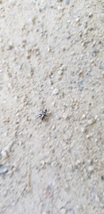 Poecilochroa