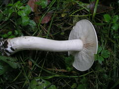 Tricholoma album
