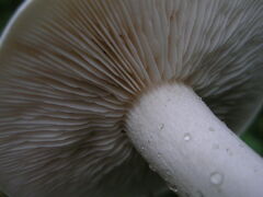 Tricholoma album