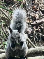 Sciurus stramineus