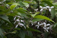 Congea tomentosa
