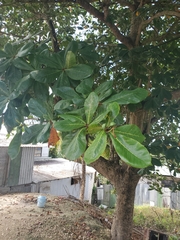 Terminalia catappa