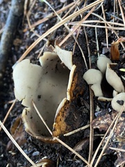 Sarcosphaera coronaria