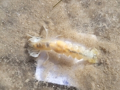 Callichirus islagrande