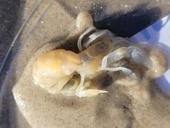 Callichirus islagrande