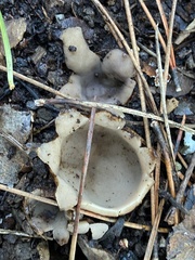 Sarcosphaera coronaria