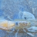 Beach Ghost Shrimp - Photo (c) A Rector, some rights reserved (CC BY-NC), uploaded by A Rector