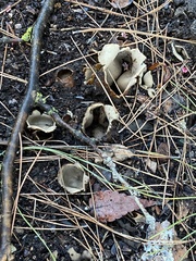 Sarcosphaera coronaria