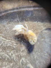 Callichirus islagrande