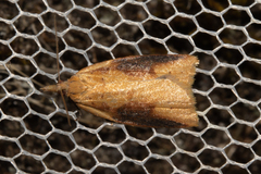 Apoctena conditana