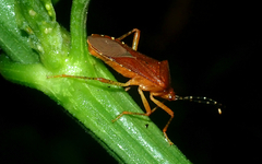 Anasa bellator