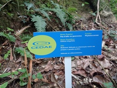 Gallesia integrifolia