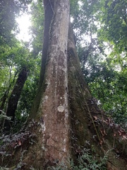 Gallesia integrifolia