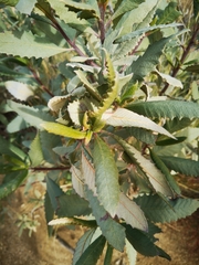 Eriodictyon crassifolium