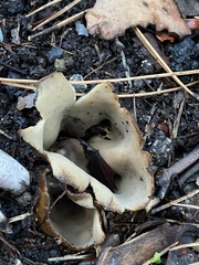 Sarcosphaera coronaria