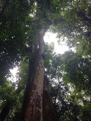 Gallesia integrifolia