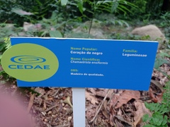 Chamaecrista ensiformis