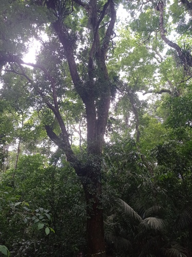 Chamaecrista ensiformis, photograph 1