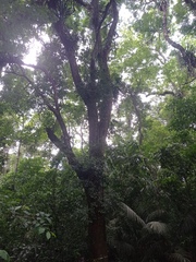 Chamaecrista ensiformis