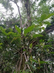 Ficus clusiifolia