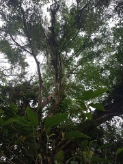 Ficus clusiifolia