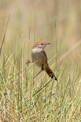 Poodytes carteri
