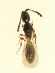 Coptera
