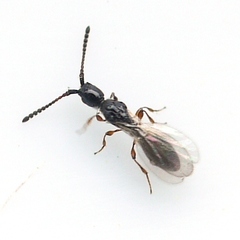 Coptera