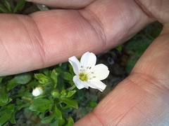 Arenaria
