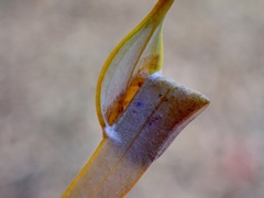 Cymbacha