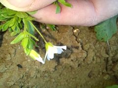 Arenaria