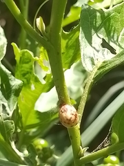 Kermesidae