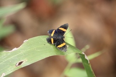 Panara soana