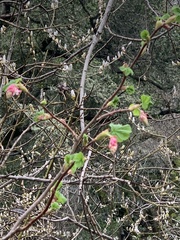 Ribes sanguineum glutinosum