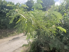 Leucaena leucocephala