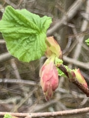 Ribes sanguineum glutinosum
